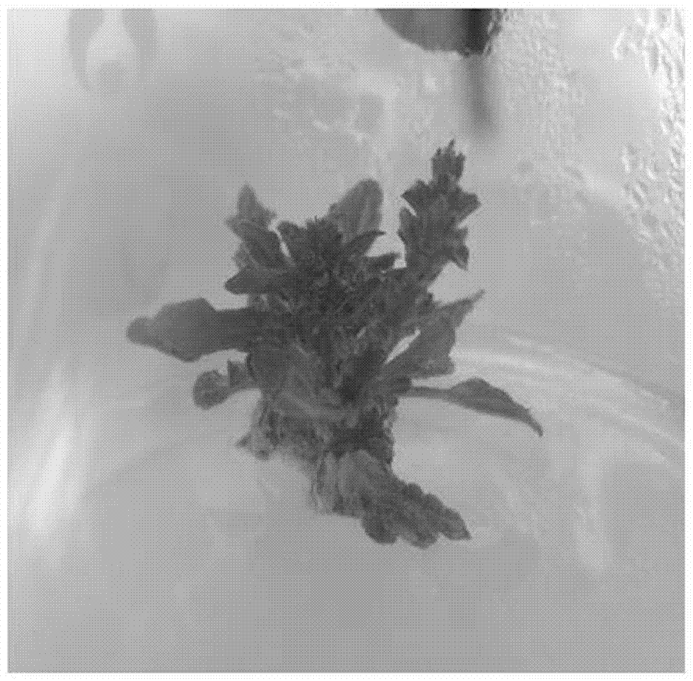 Method for inducing adventitious buds from salvia prionitis inflorescences serving as explants