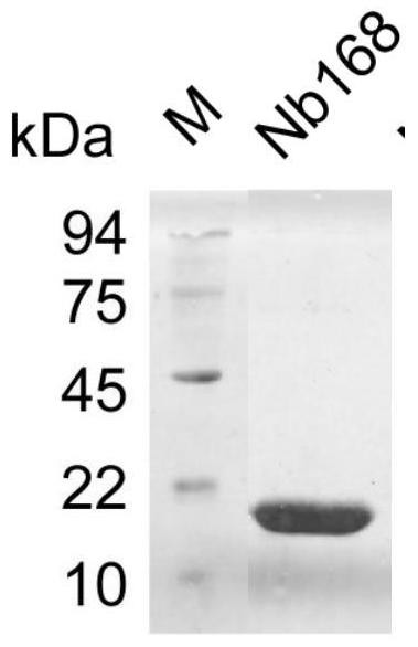 A CD105 nanobody nb168