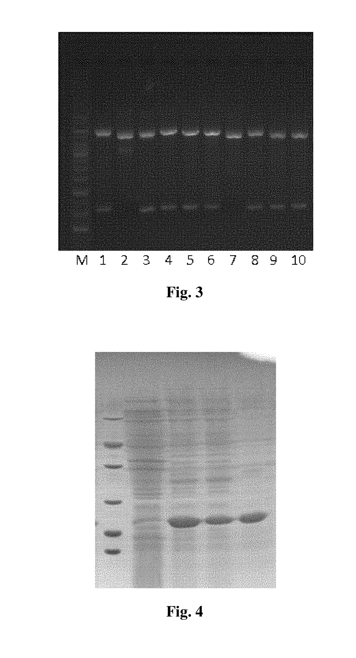 Trail cell-penetrating peptide-like mutant mur6, preparation method and application thereof