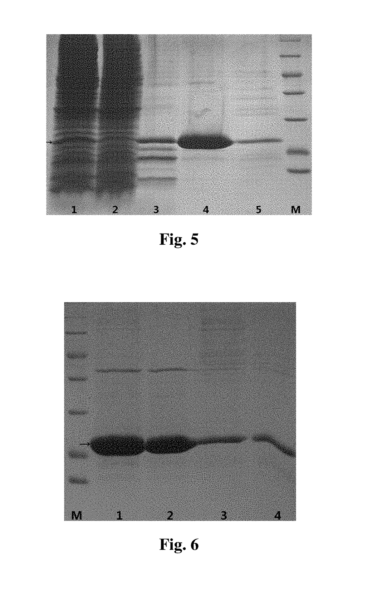 Trail cell-penetrating peptide-like mutant mur6, preparation method and application thereof