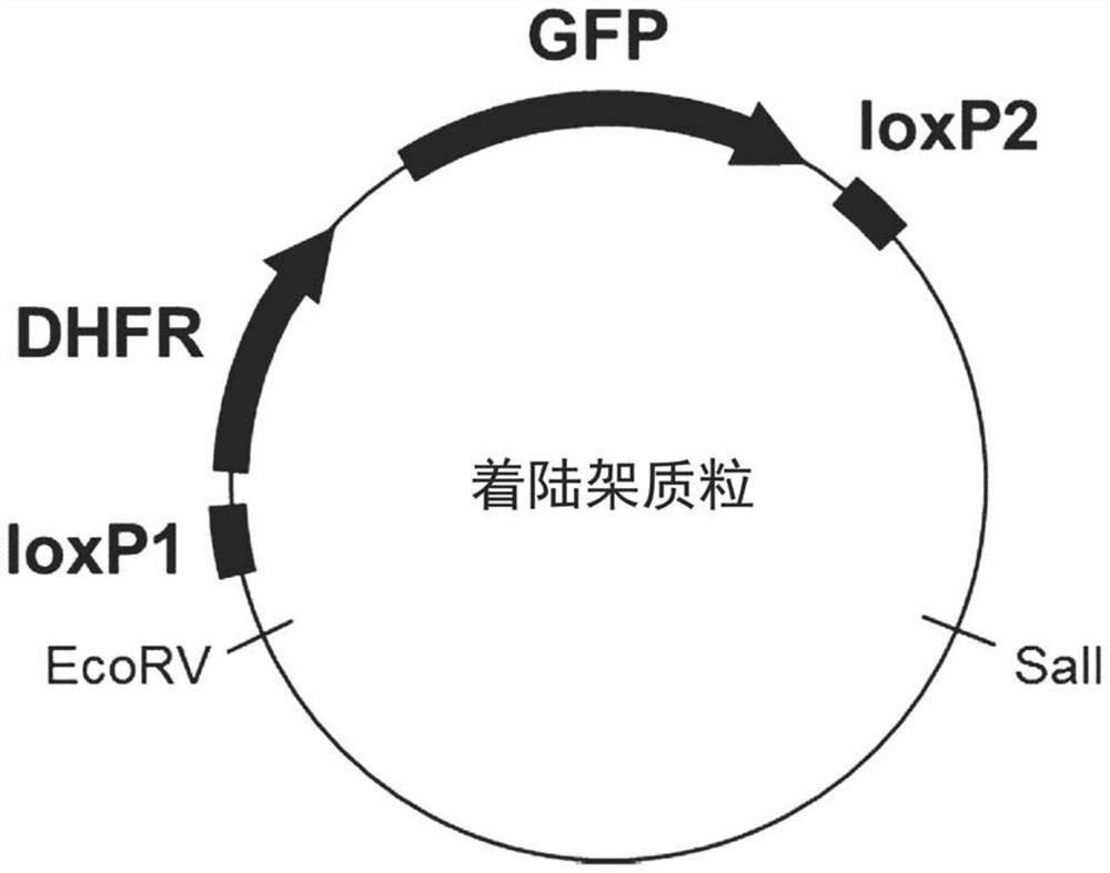 Method of introducing target-specific foreign gene