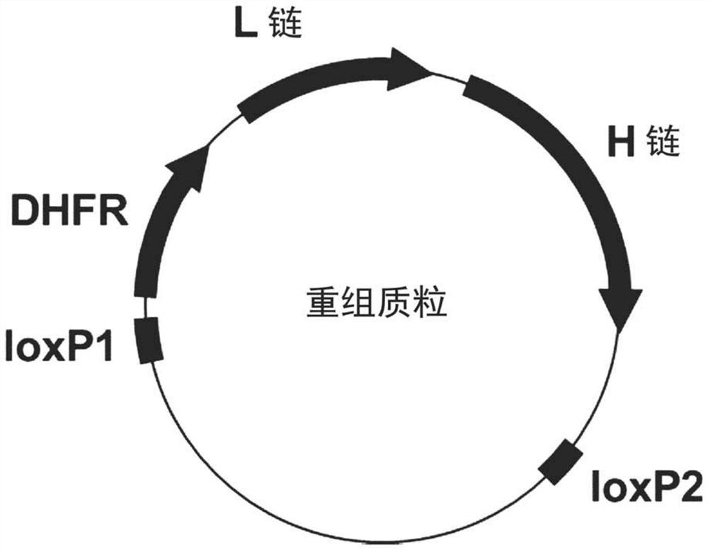 Method of introducing target-specific foreign gene