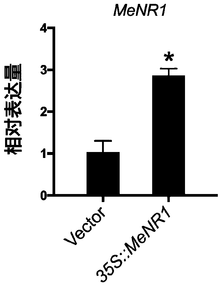 Cassava nitrate reductase gene and construction and disease-resistant application of overexpression vector of cassava nitrate reductase gene