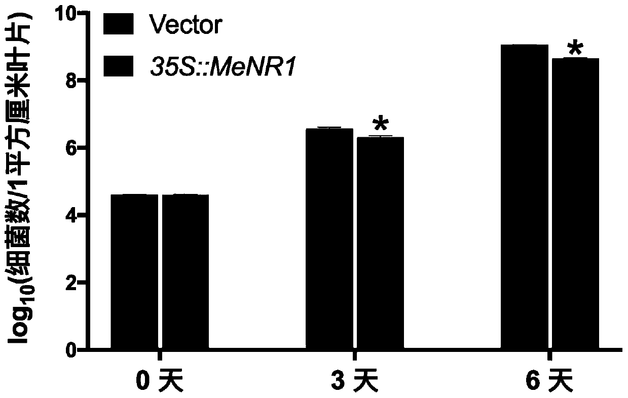 Cassava nitrate reductase gene and construction and disease-resistant application of overexpression vector of cassava nitrate reductase gene