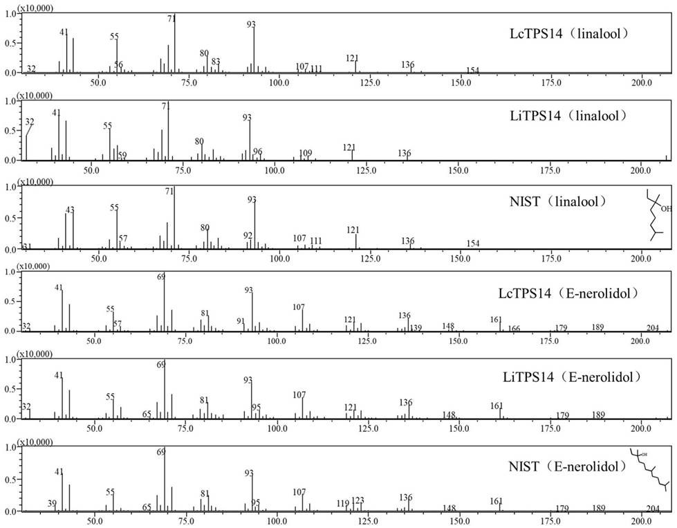 Lagerstroemia terpene synthase gene and application thereof
