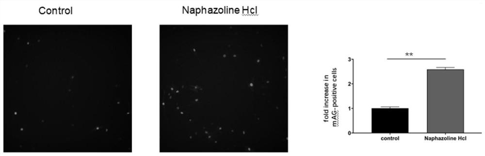 New medicinal application of naphazoline hydrochloride