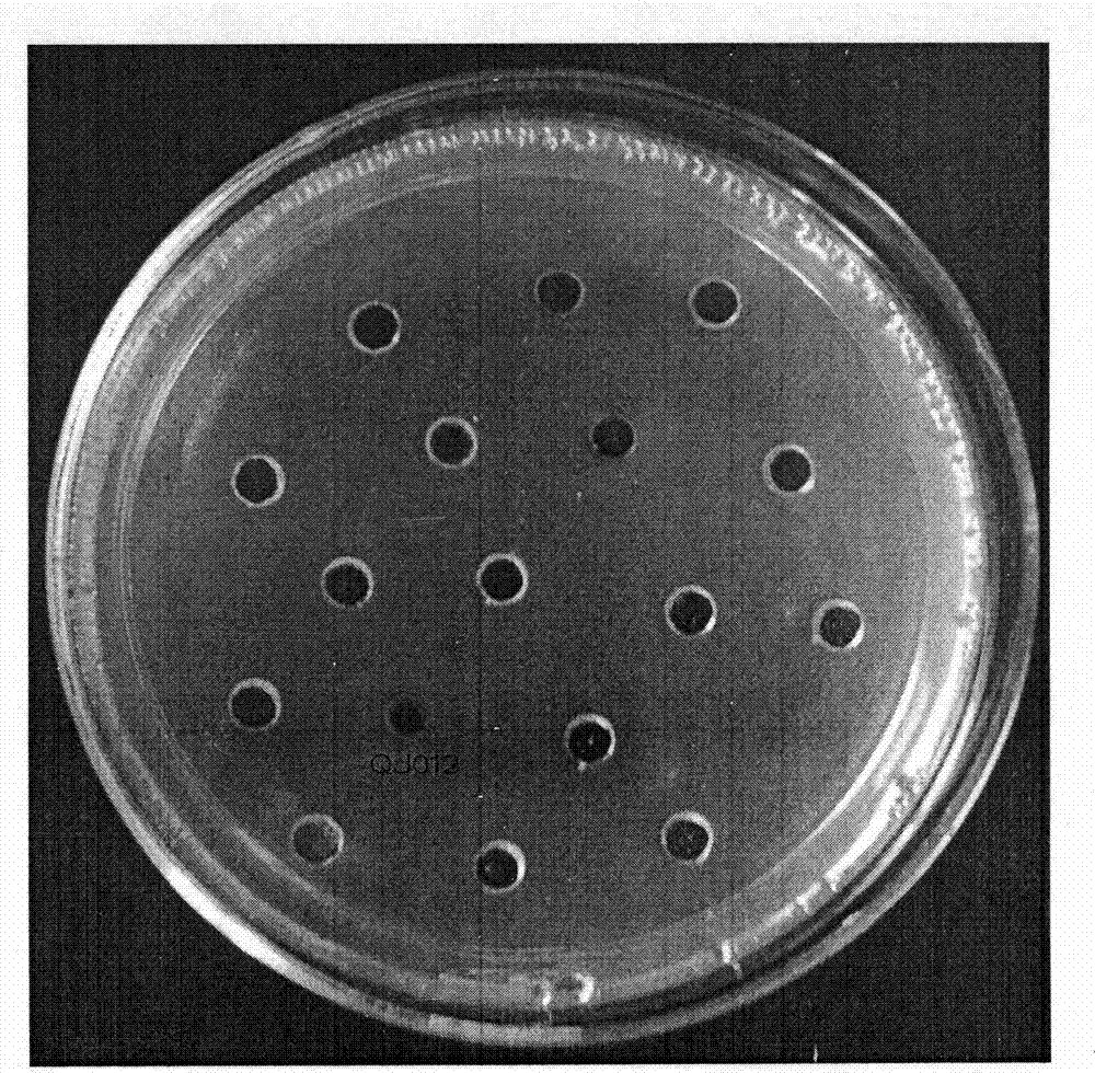 Compound separated and extracted from marine penicillium and application thereof