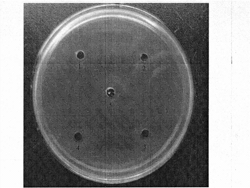 Compound separated and extracted from marine penicillium and application thereof
