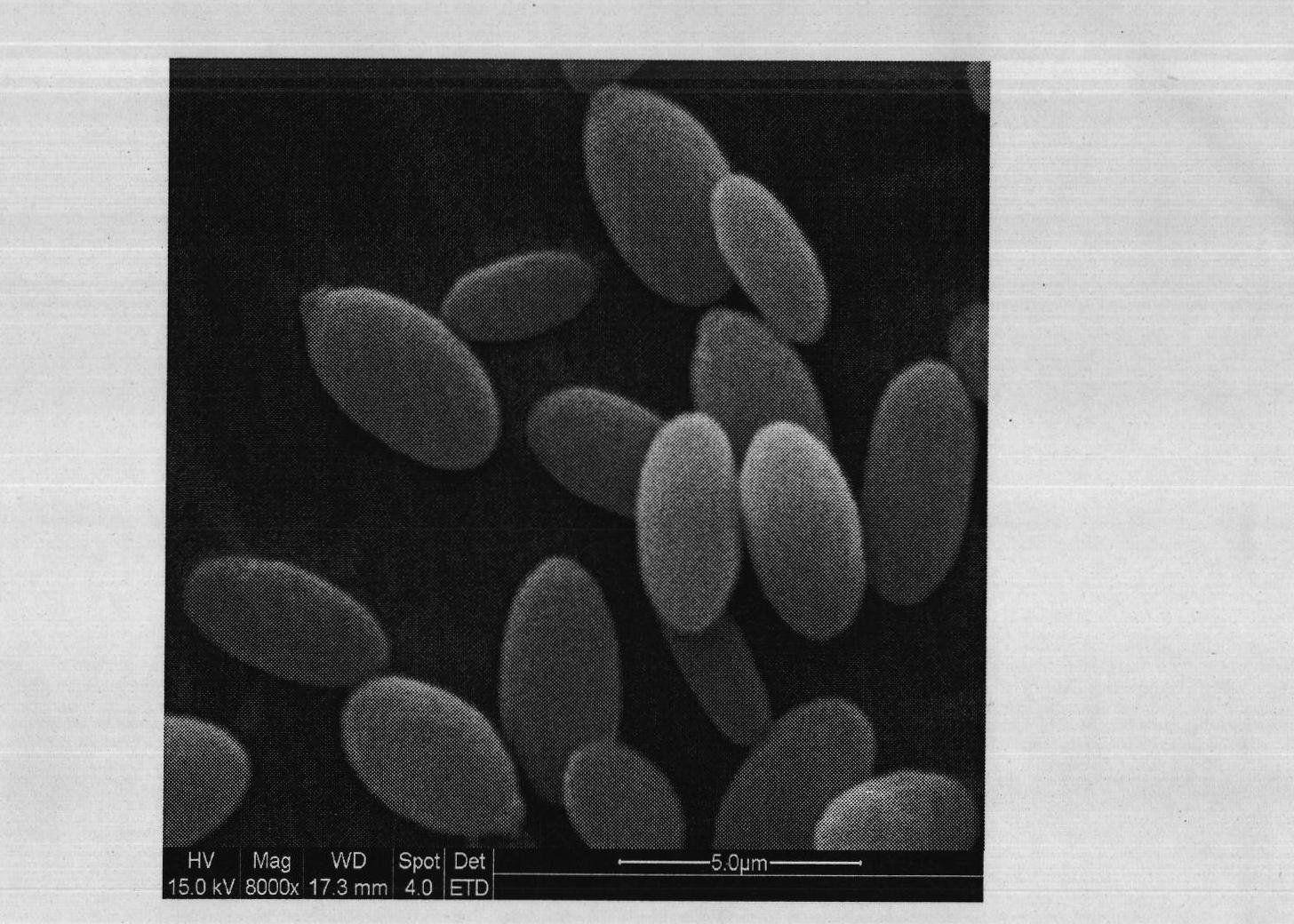 Sporidiobolus pararoseus bacterial strain and application thereof
