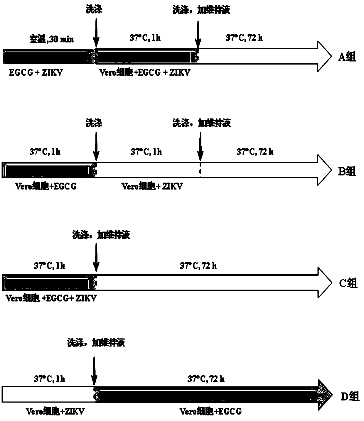 Application of epigallocatechin gallate and derivatives thereof in preparing drugs for resisting against zika virus