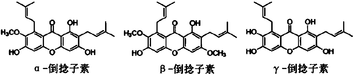 SKIN WHITENING COMPOSITION CONTAINING Beta-MANGOSTIN AS ACTIVE INGREDIENT