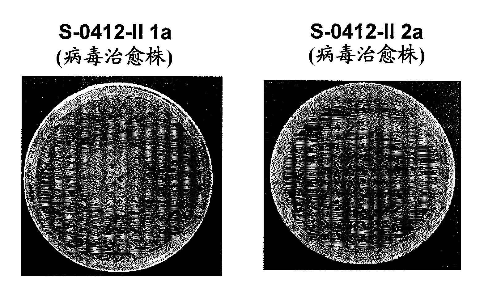 Mycovirus, phytopathogenic fungus, plant disease controlling agent, method for controlling plant disease, and method for attenuating phytopathogenic fungus