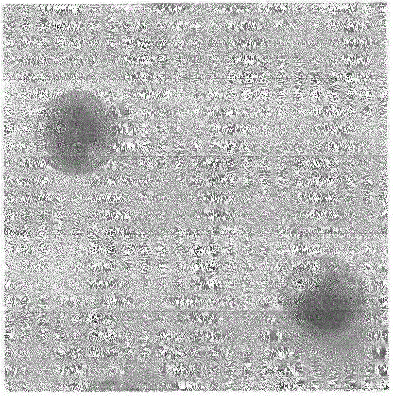 Method for staining actin filaments of suspension cells