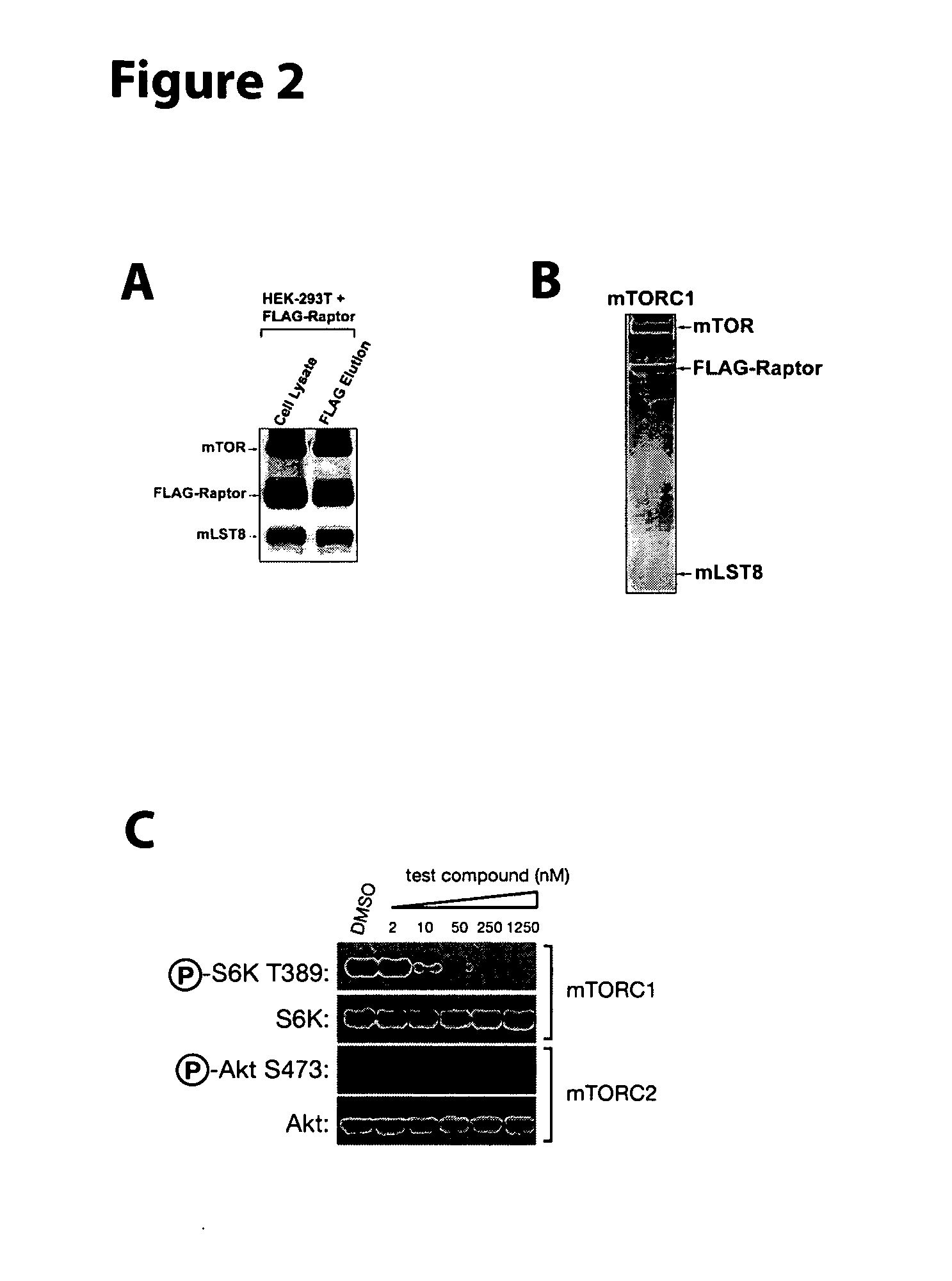 Soluble mtor complexes and modulators thereof