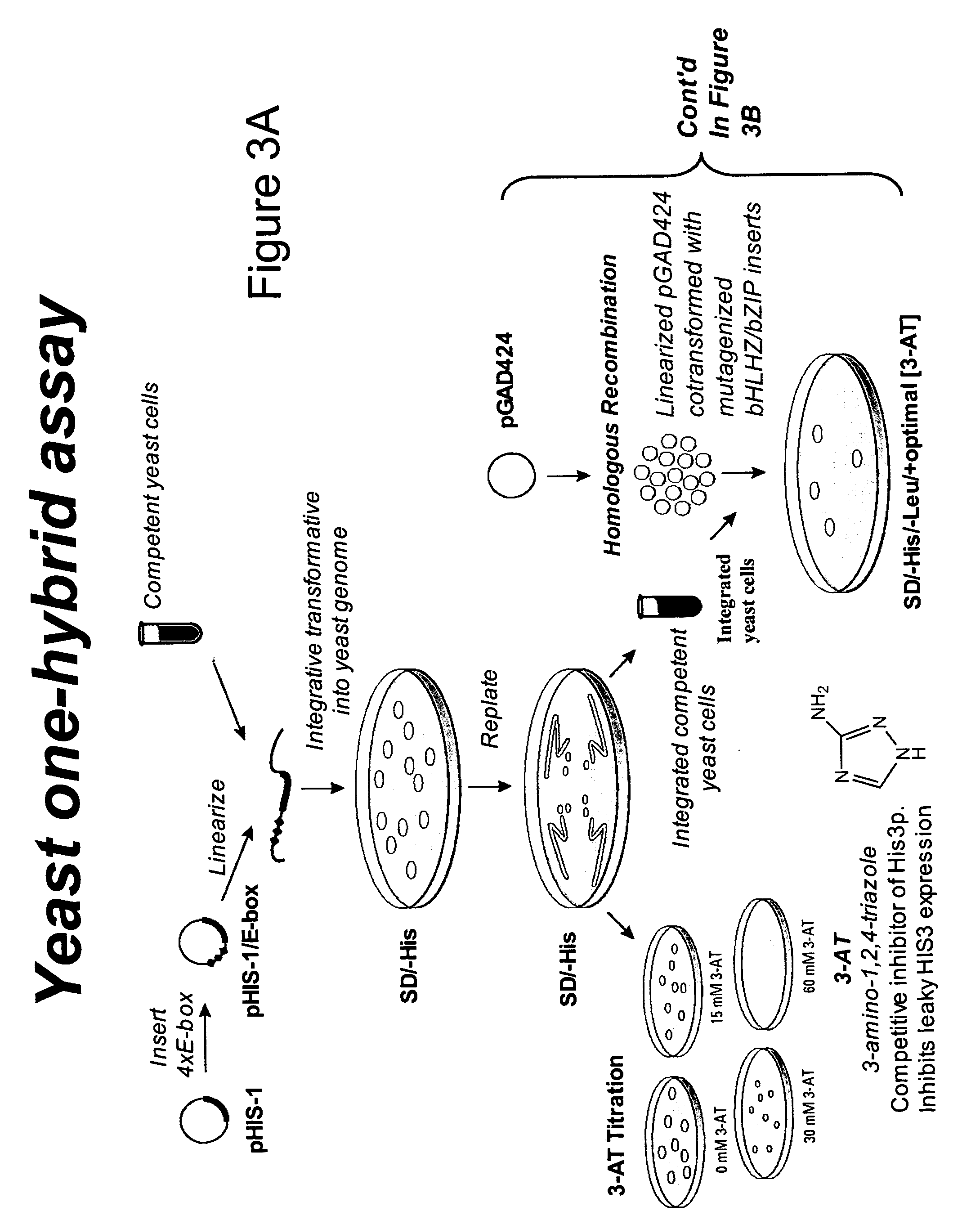 Minimalist bZIP Proteins and uses thereof