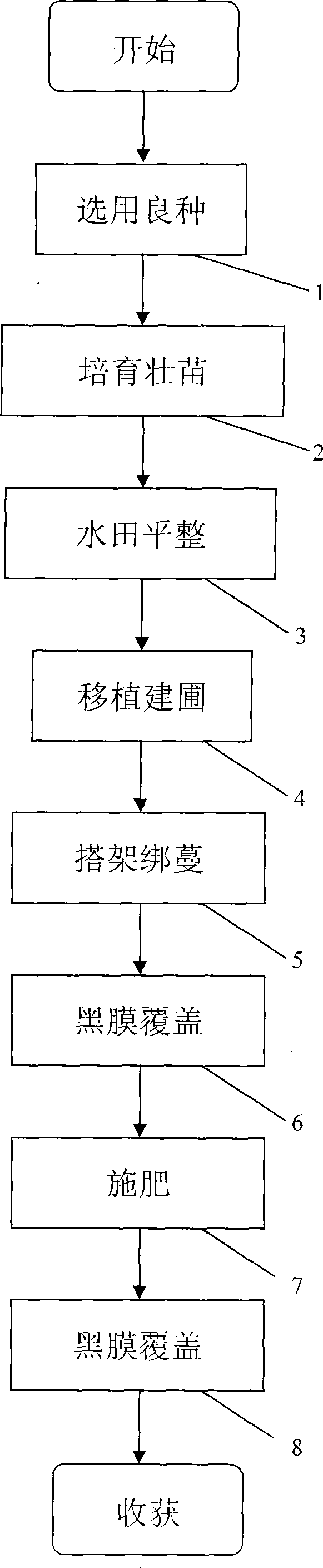 Cultivation method of sweetautumn clematis