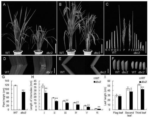 Rice brittle stem regulatory gene DBC2 and application thereof