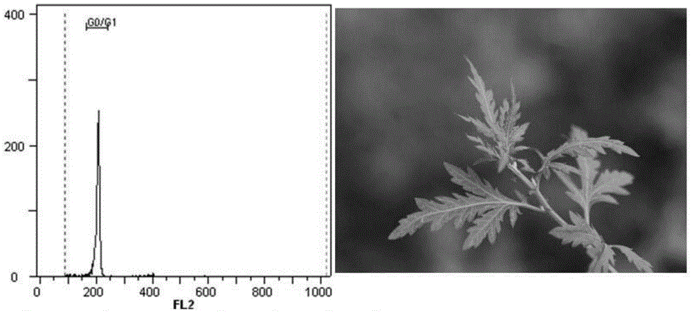 Preparation method of flow cytometry sample for chrysanthemum