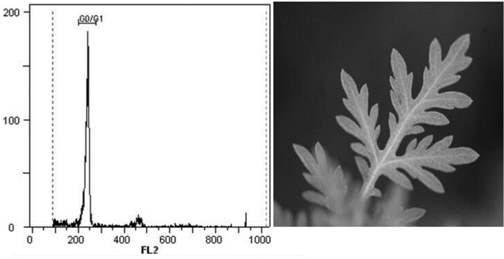 Preparation method of flow cytometry sample for chrysanthemum