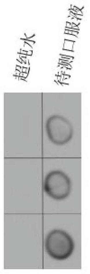 A novel alginate-specific binding protein and its preparation and application