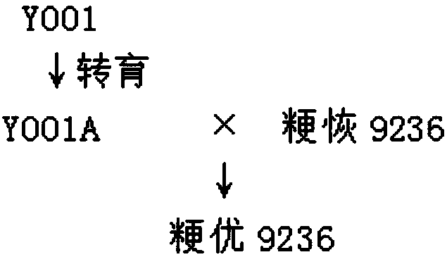 Breeding method for breeding salt-tolerant rice by radiation mutation and anther culture