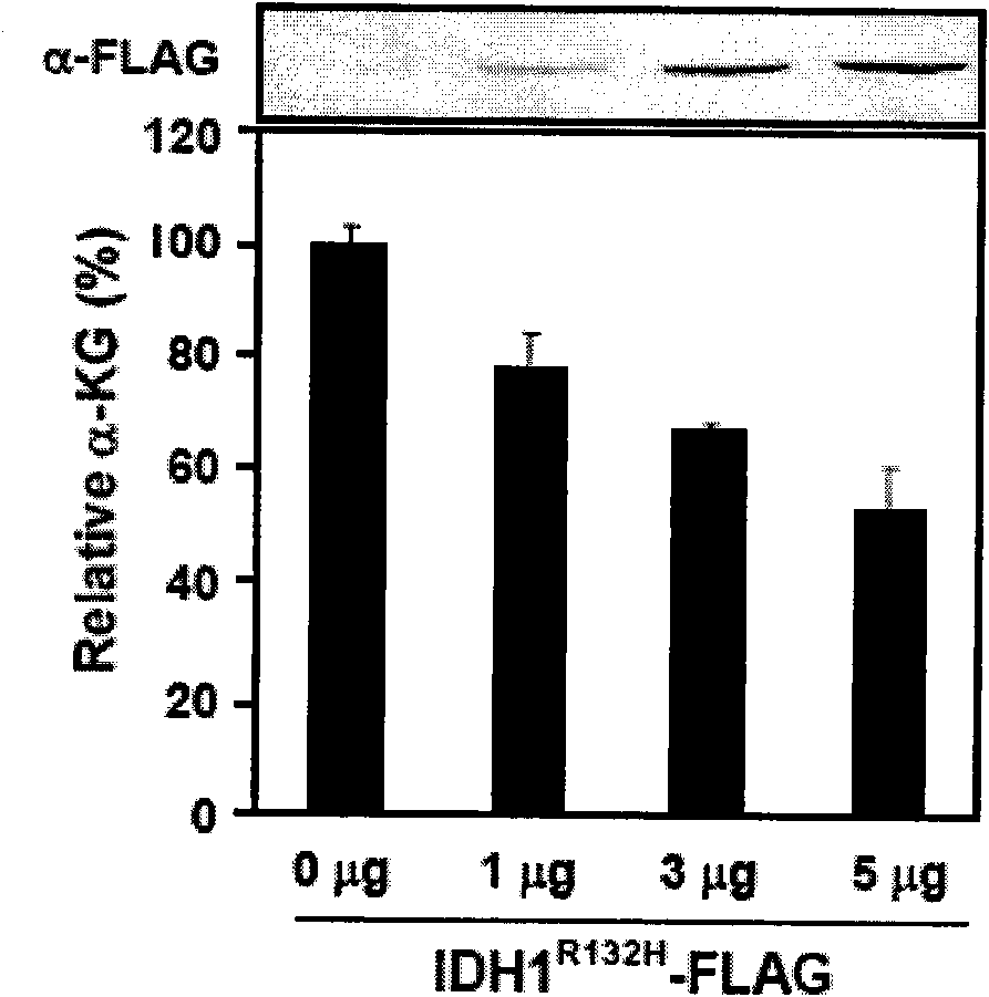 Anti-tumor medicament based on alpha ketoglutaric acid and derivatives thereof