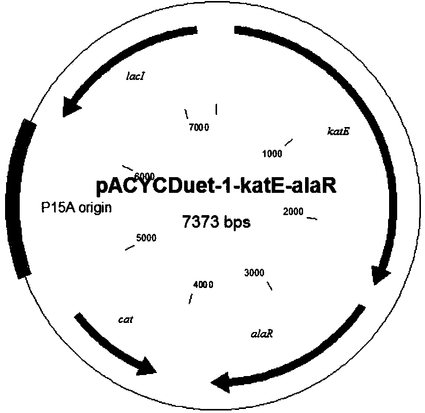 Bacterial strain of producing pyruvic acid and construction method of bacterial strain