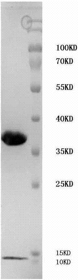 Short-chain peptide derived from tumor antigen PRAME