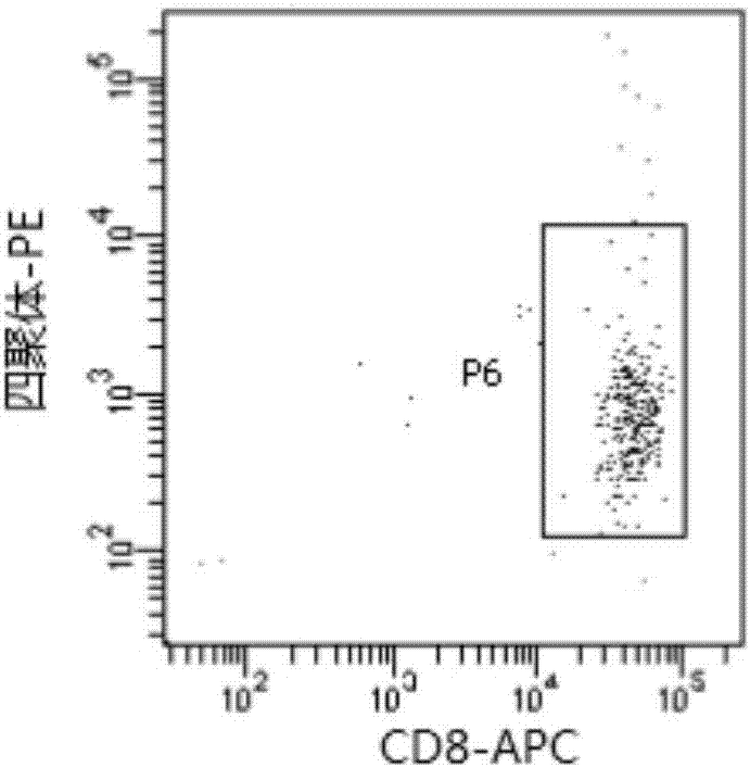 Short-chain peptide derived from tumor antigen PRAME