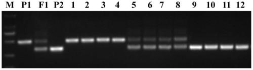 A kind of corn sucrose synthase mutant gene, encoded protein and application thereof