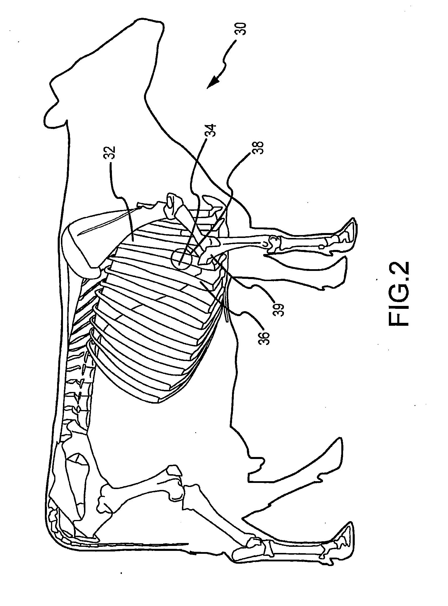 System and method for diagnosis of bovine diseases using auscultation analysis