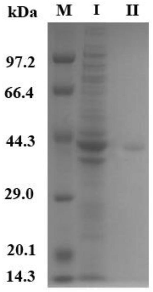 Alanine dehydrogenase SaAD as well as coding gene and application thereof