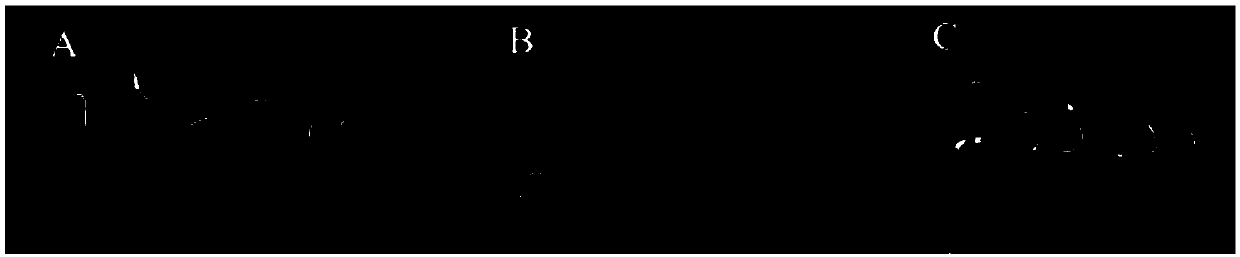 Method for remediation of heavy metal contaminated soil by using macleaya cordata, and application of macleaya cordata