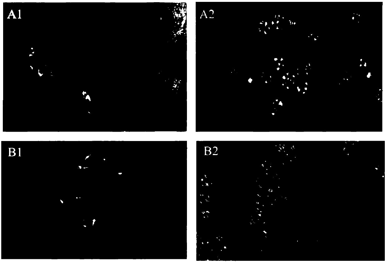 Method for remediation of heavy metal contaminated soil by using macleaya cordata, and application of macleaya cordata