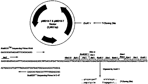 Deoxyribose nucleic acid (DNA) sequence for encoding parietchloris incise diacylglycerol acyltransferase and application thereof