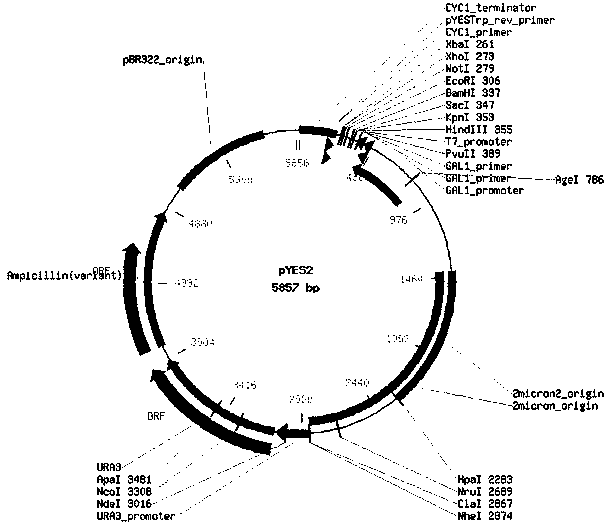 Deoxyribose nucleic acid (DNA) sequence for encoding parietchloris incise diacylglycerol acyltransferase and application thereof