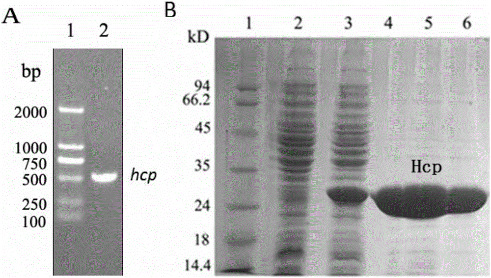 Vibrio anguillarum O3 serotype bacterial strain and application thereof