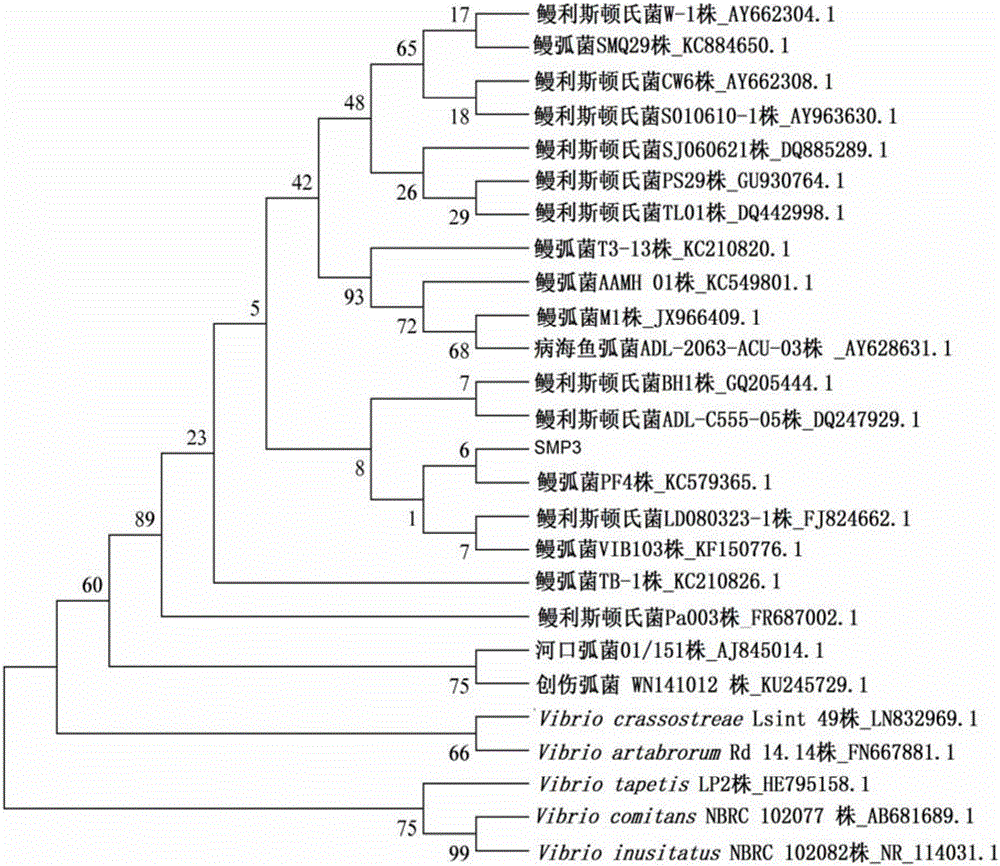 Vibrio anguillarum O3 serotype bacterial strain and application thereof