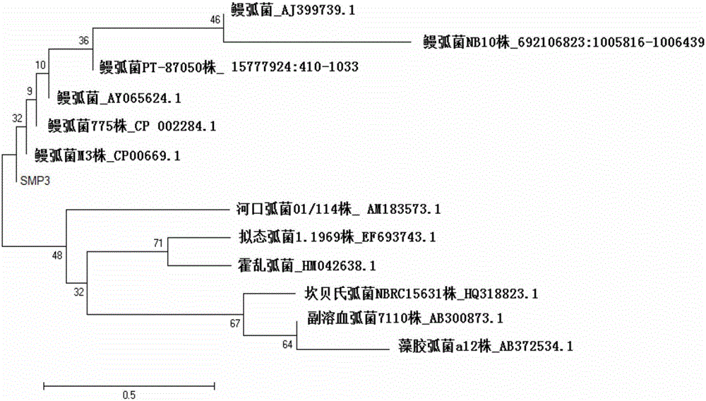 Vibrio anguillarum O3 serotype bacterial strain and application thereof