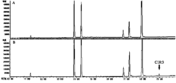 Chorispora bungeana endoplasmic reticulum type omega-3 fatty acid desaturation enzyme gene and application thereof