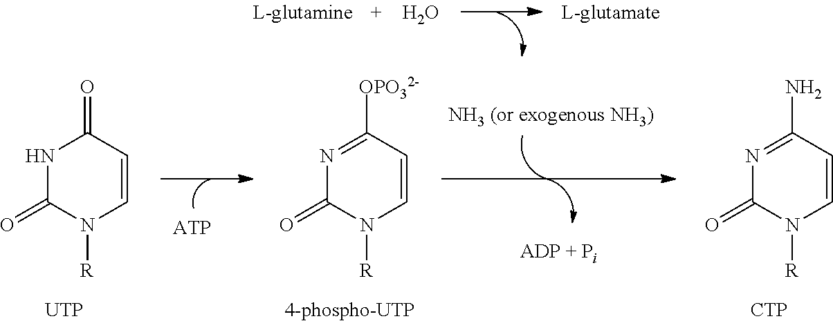 N-(5-(6-ethoxypyrazin-2-yl)pyridin-2-yl)-4-(2-(methylsulfonamido)pyrimidin-4-yl) tetrahydro-2H-pyran-4-carboxamide derivatives and related compounds as human CTPS1 inhibitors for the treatment of proliferative diseases