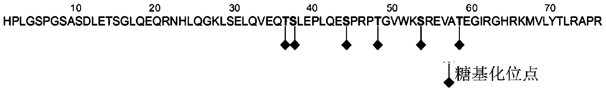 Amino terminal brain natriuretic peptide precursor polypeptide, antibody, preparation method thereof, detection kit and detection method thereof