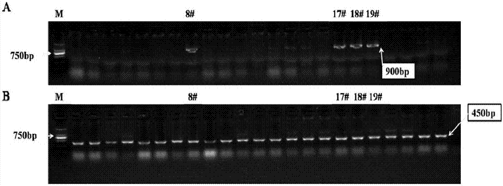 Rice gene OsNF-YC4 and applications thereof