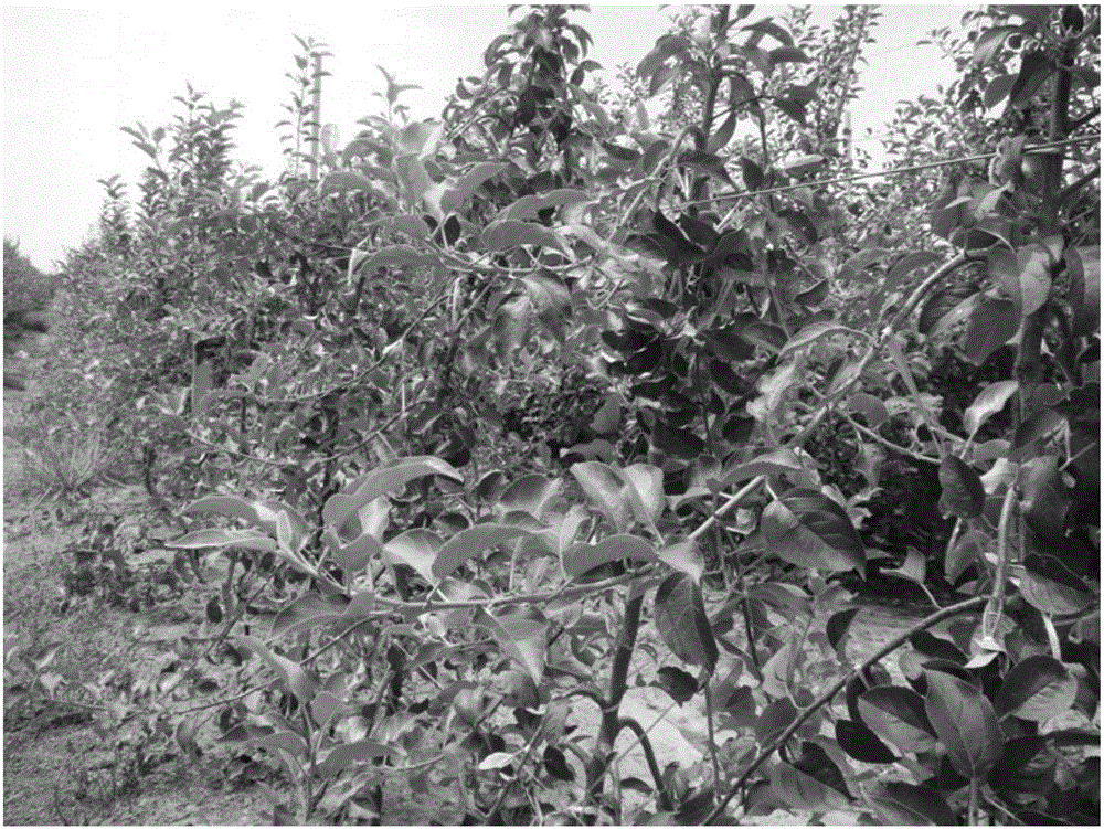 Dwarf stock Fuji apple sapling crawn-controlling, blossom-promoting and yield-increasing method