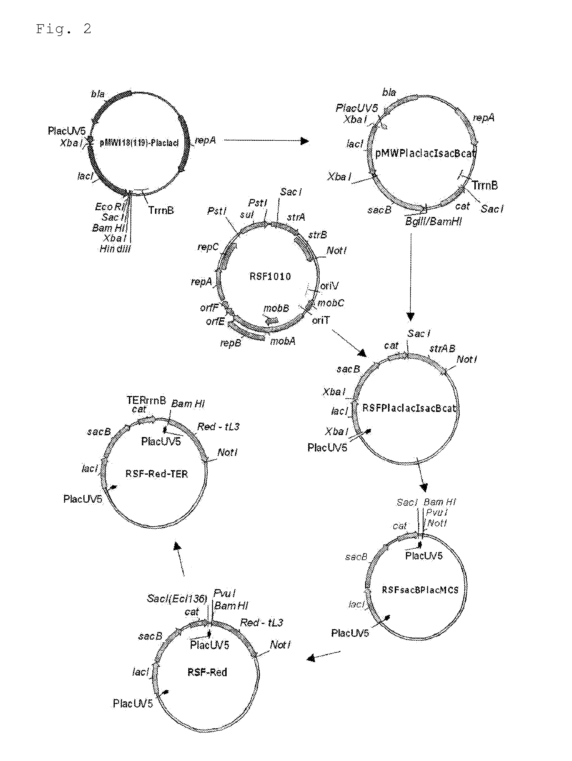 L-amino acid-producing microorganism and a method for producing an l-amino acid