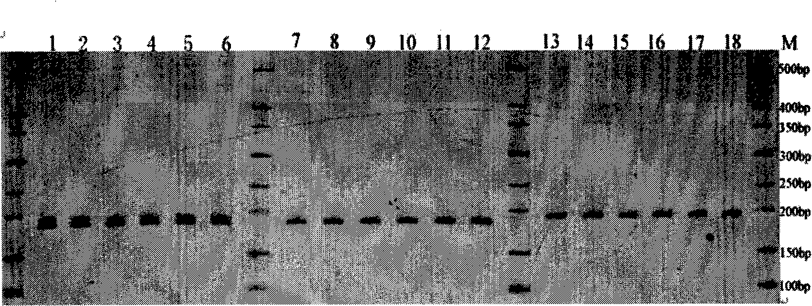 Hybrid Chinese tuliptree rapid molecular detection specific primer and use method thereof