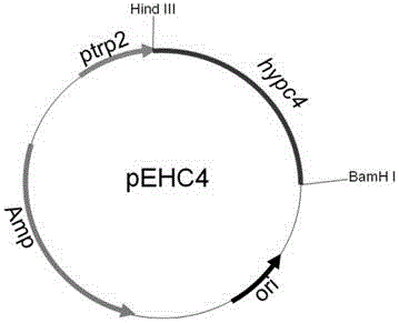Method for producing cis-4-hydroxy-L-proline through recombinant escherichia coli