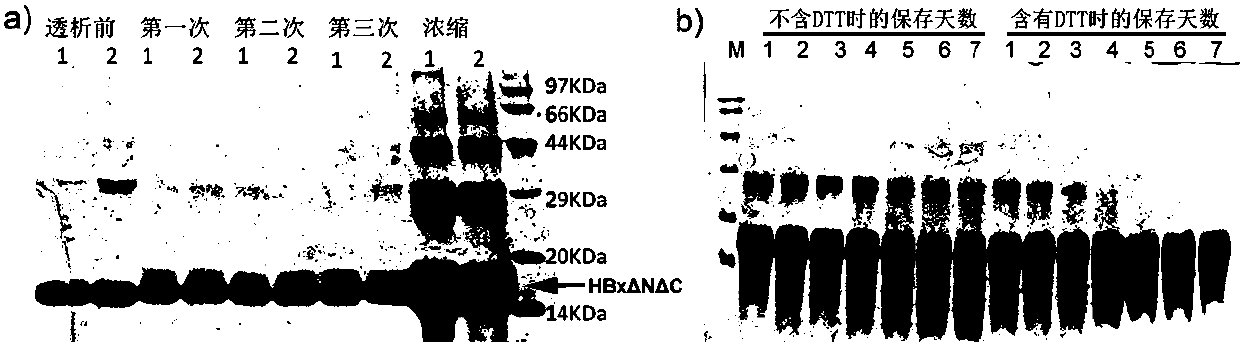 Solubilization and purification of HBx protein core segment in HBV and monoclonal antibody
