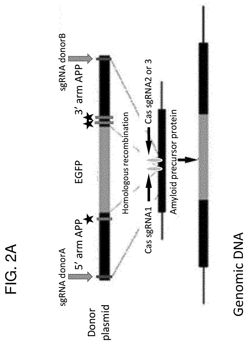 Compositions and methods for homology directed repair