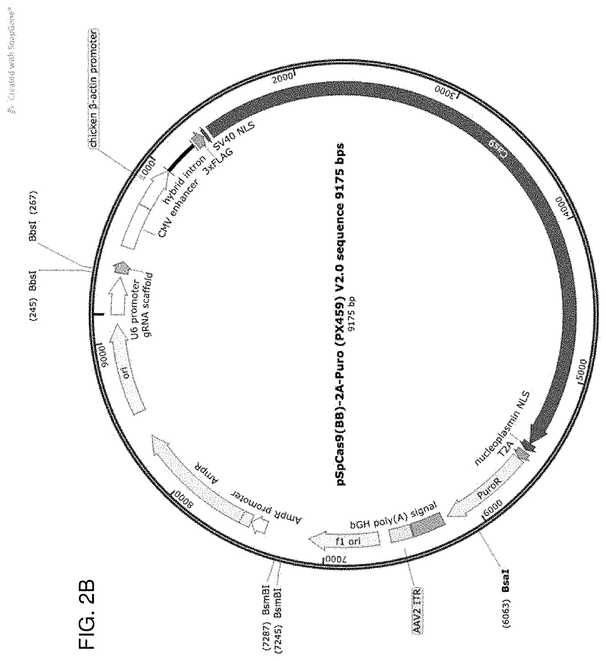 Compositions and methods for homology directed repair